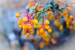 鮮花,花,植物