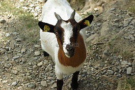 山羊,寵物,孩子
