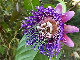 西番蓮,激情花,花