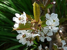 鲜花,群集,白