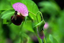 開花,豌豆,紫