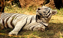 虎,動物,動物園