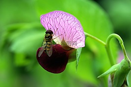 開(kāi)花,豌豆,紫