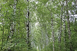 夏季,樺木,性質(zhì)