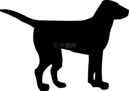 狗,寵物,動物