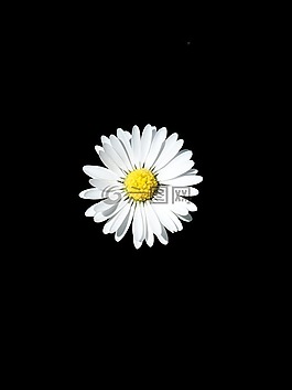 雛菊,白,指出花