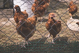 動物,鳥,雞