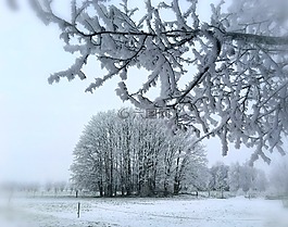冬天,雪,分支