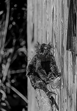 動物,動物園,野生動物