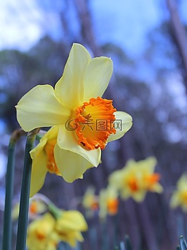 水仙,黃色,水華