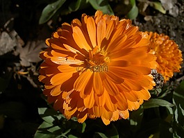百日草,花,橙色