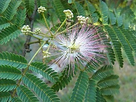 含羞草,植物,含羞草树
