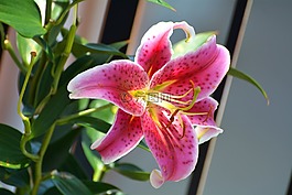百合,花,開花