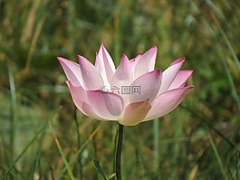 自然,植物區(qū)系,夏天