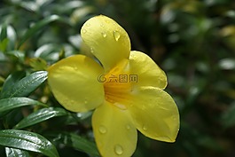 花,黃色,花的