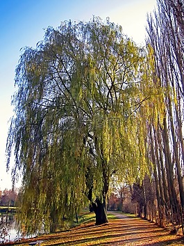 景觀,景區(qū),秋天