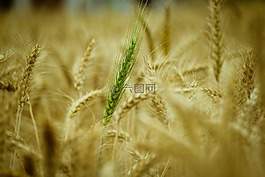 小麥,谷類,稻草