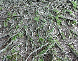 根,雜草叢生,樹(shù)