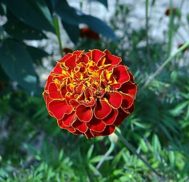 花,法国万寿菊,格尔克德吉