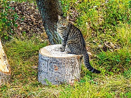 貓,動物,貓咪