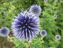 薊,開花,夏季