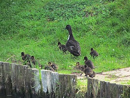 鳥,小雞,自然