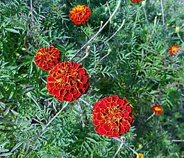 花,法国万寿菊,格尔克德吉