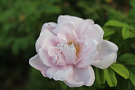 花,白玫瑰,玫瑰