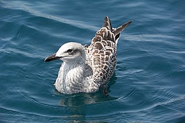 海鷗,小狗,鳥(niǎo)