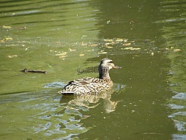 鳥,自然,動物