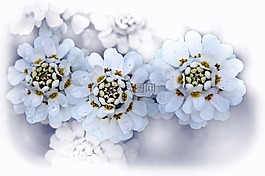 鮮花,花,植物