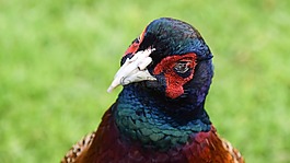 蘇格蘭,英格蘭,鳥