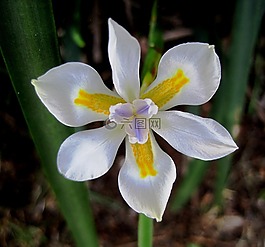 花,盛開,鳶尾花