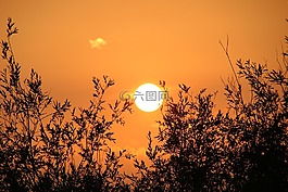 日落,分支機構(gòu),樹