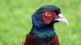 蘇格蘭,英格蘭,鳥