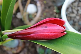 红百合,花,植物