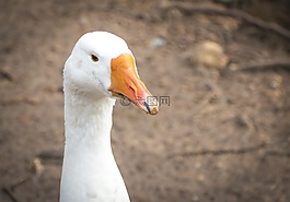 動物,鳥,鴨子