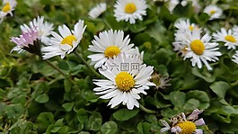洋甘菊,花,自然