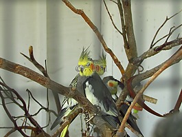 鳥(niǎo),自然,動(dòng)物
