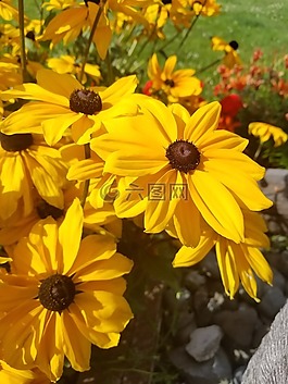 夏天,盛開(kāi),黃色的花