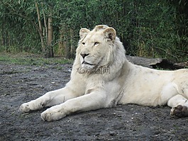 動(dòng)物園,獅子,白化
