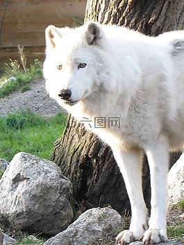 狼,動(dòng)物園,動(dòng)物