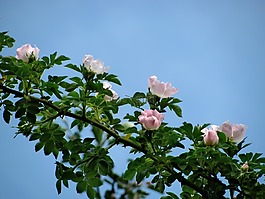 花,玫瑰,植物區(qū)系