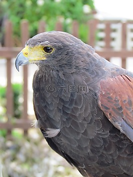 鳥,自然,動(dòng)物