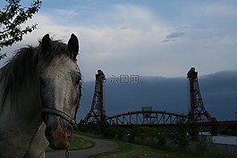 馬,馬匹,橋