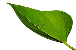 綠色,葉,植物