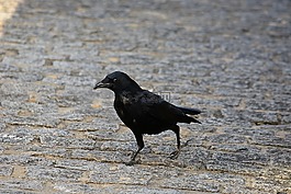 烏鴉,黑色,鳥