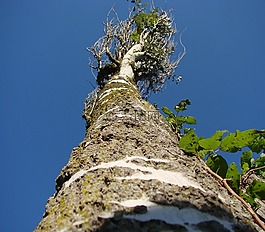 樹,樹干,天空