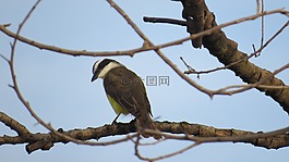 帕吉,小鳥,自由