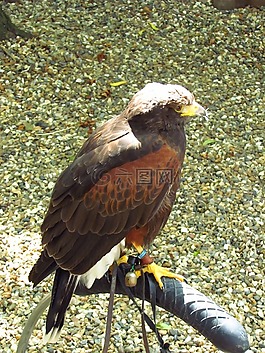 鳥,自然,動(dòng)物